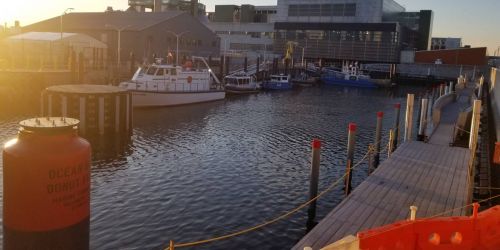 Newtown Creek Nature Walk 